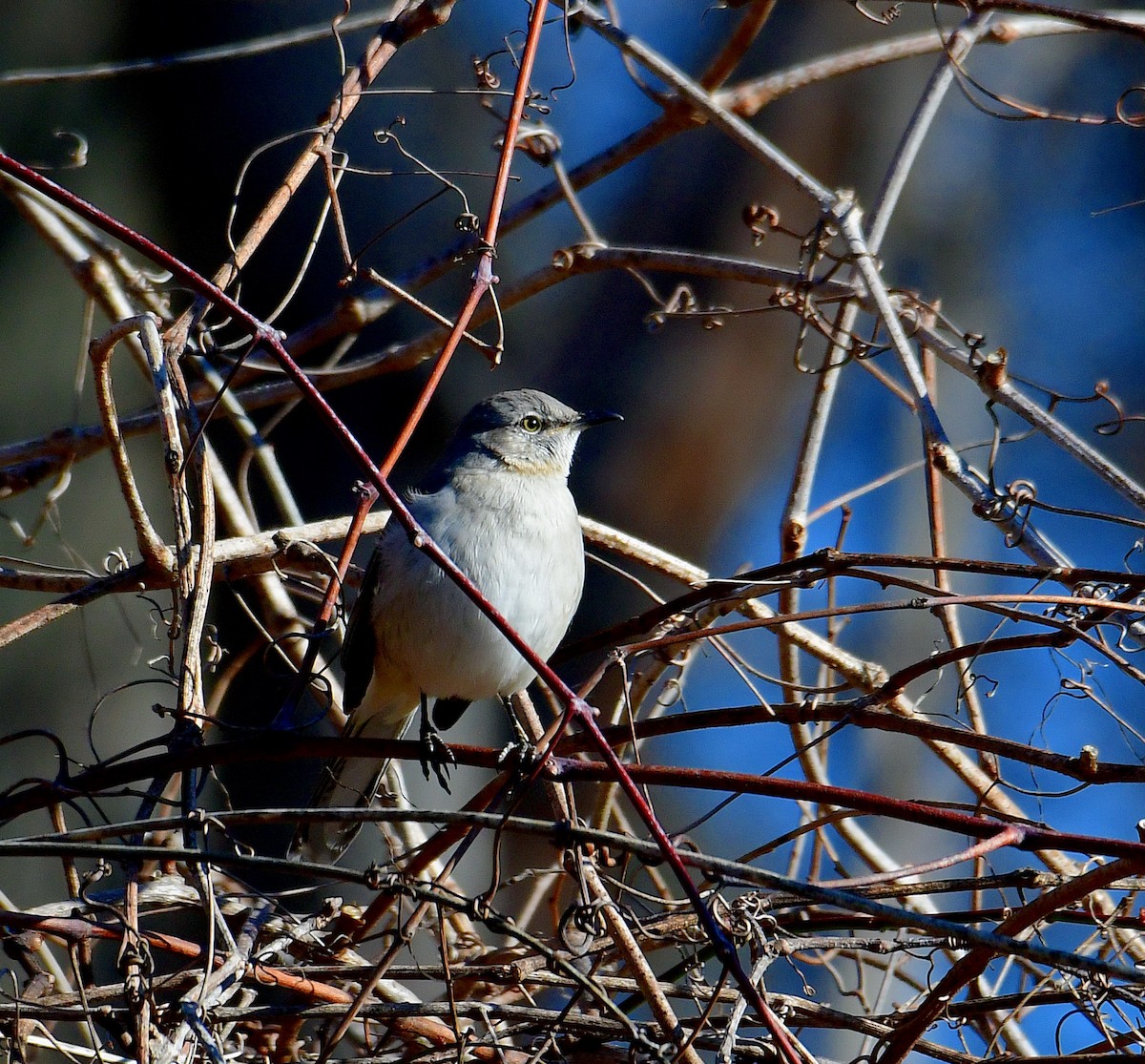 Northern Mockingbird - ML528049561