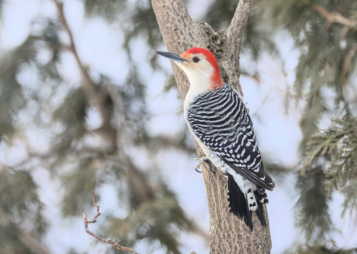 Red-bellied Woodpecker - David Guertin