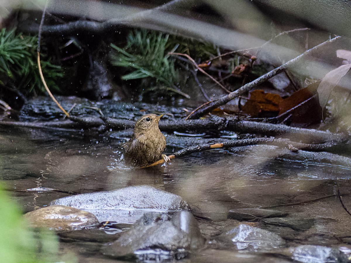 Pacific Wren - ML528051061