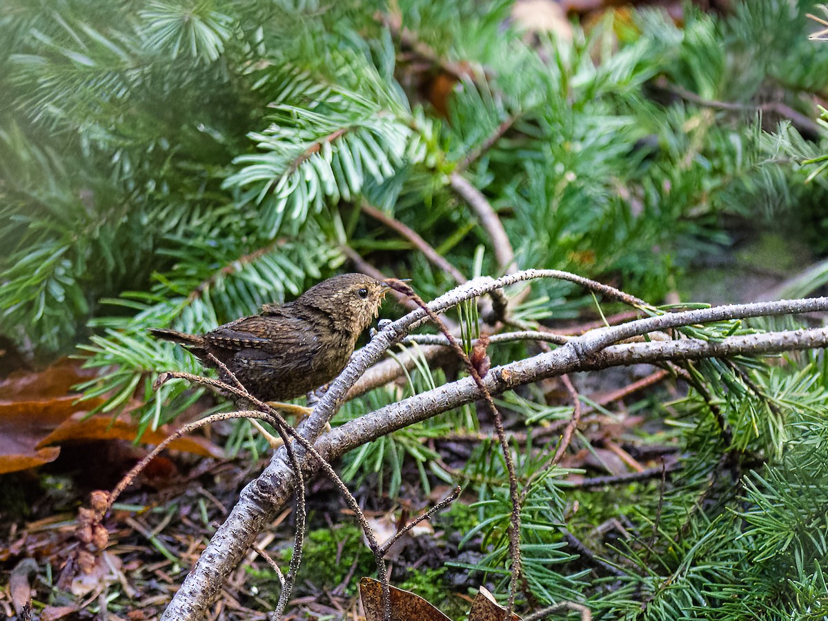 Pacific Wren - Chris Diehl