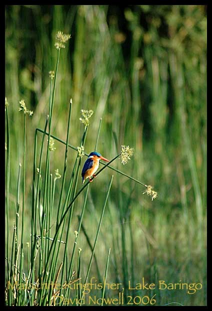 Malachite Kingfisher - David Nowell