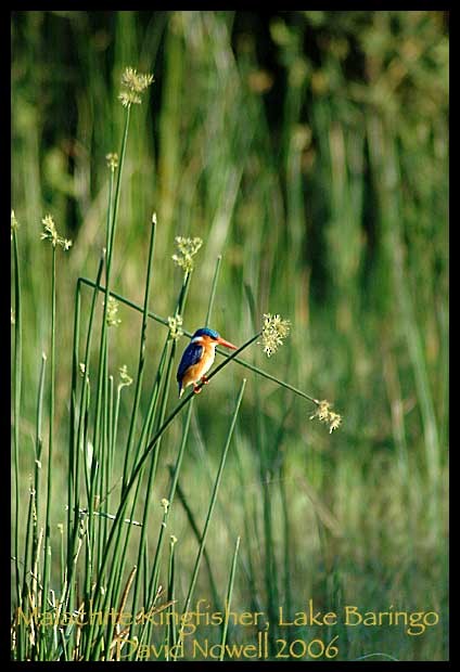 Malachite Kingfisher - ML528051251