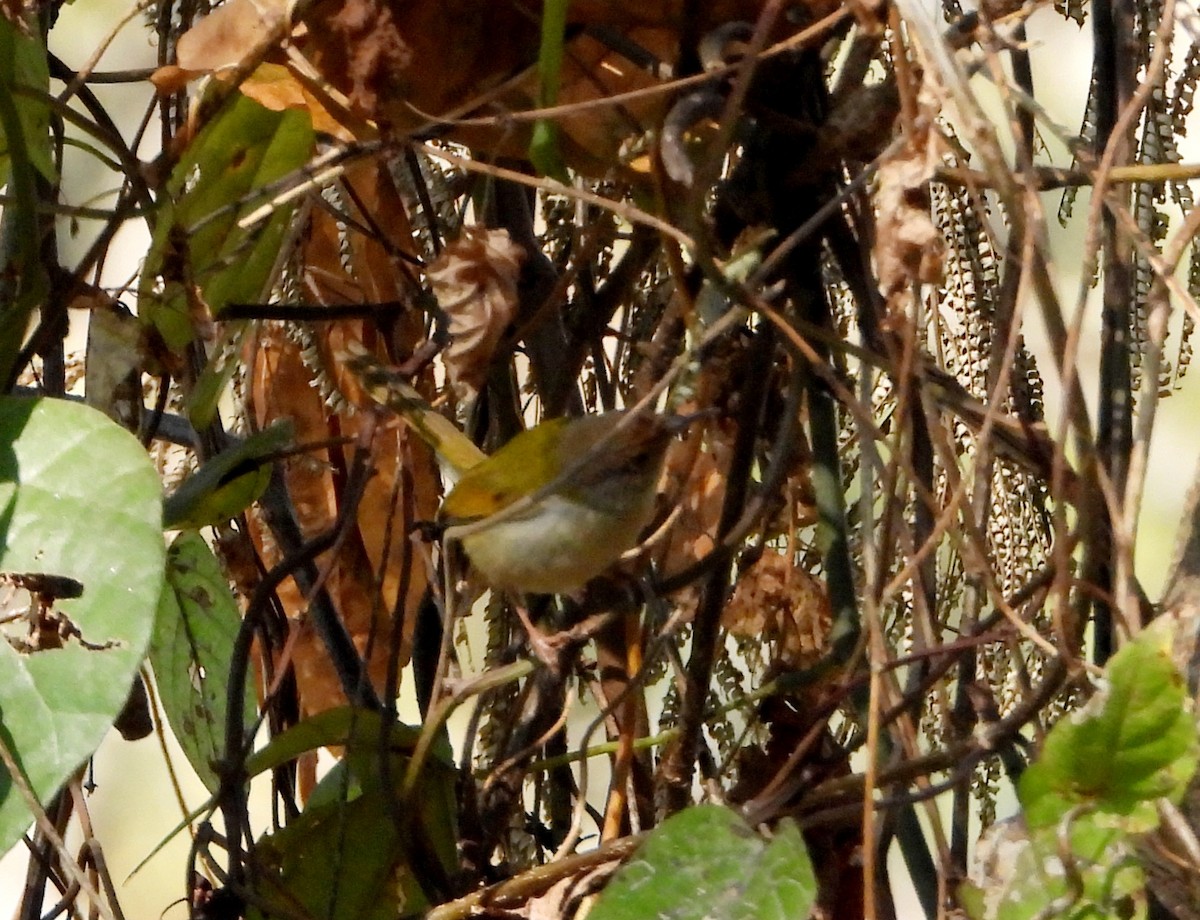 Common Tailorbird - ML528052041