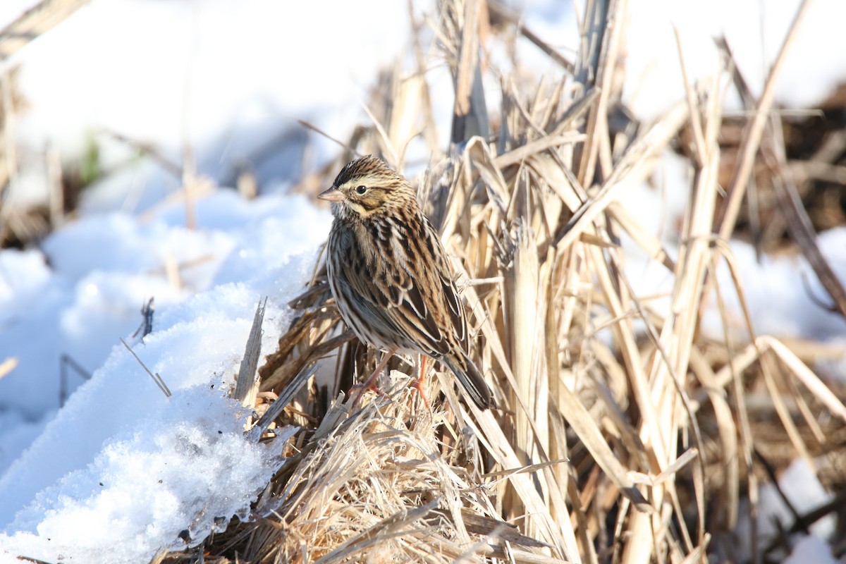 Savannah Sparrow - Brad Carlson
