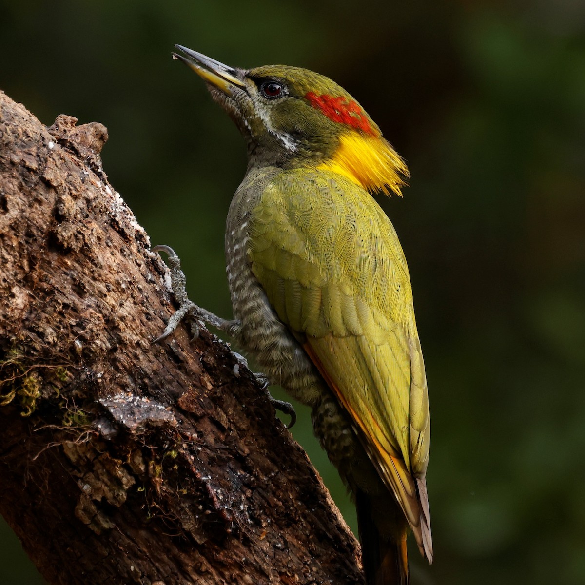 Lesser Yellownape - John Mills