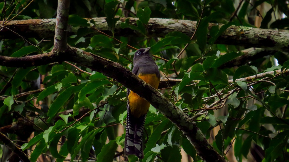 grønnryggtrogon - ML52805591