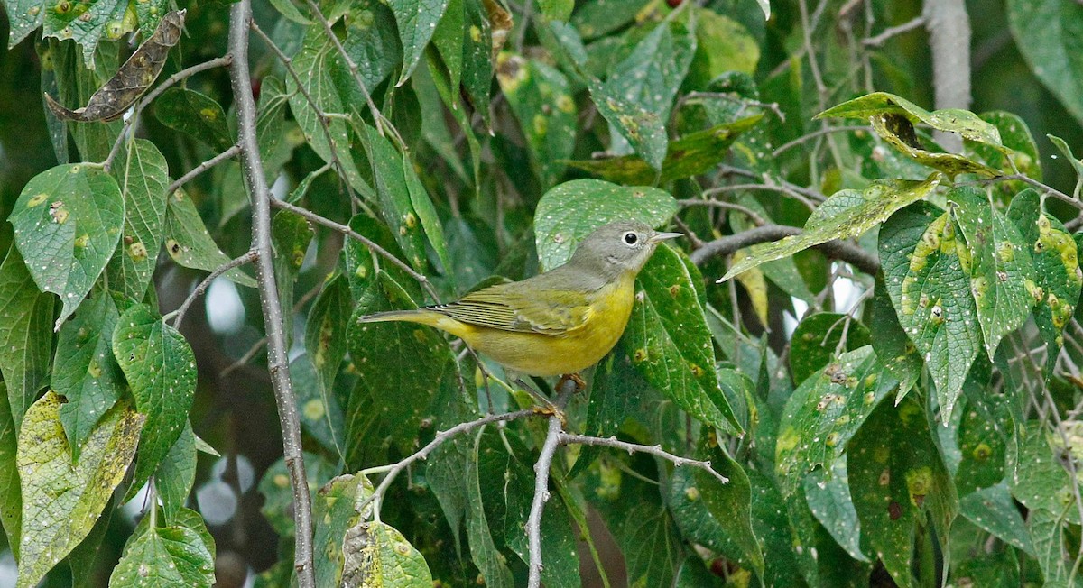 Nashville Warbler - Colette Micallef