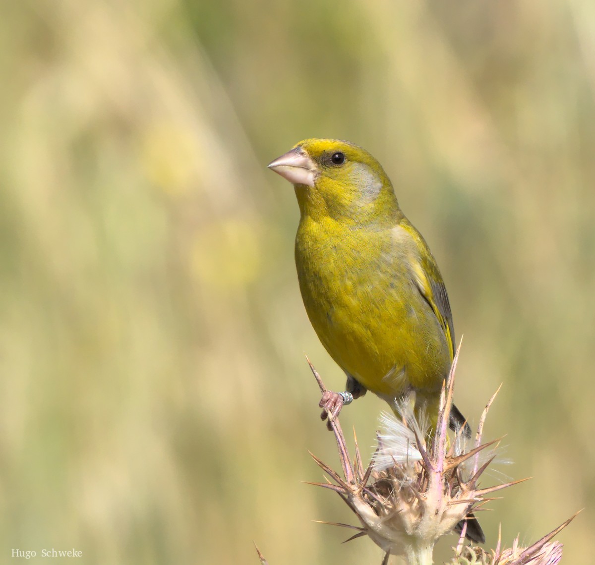 European Greenfinch - Hugo Schweke