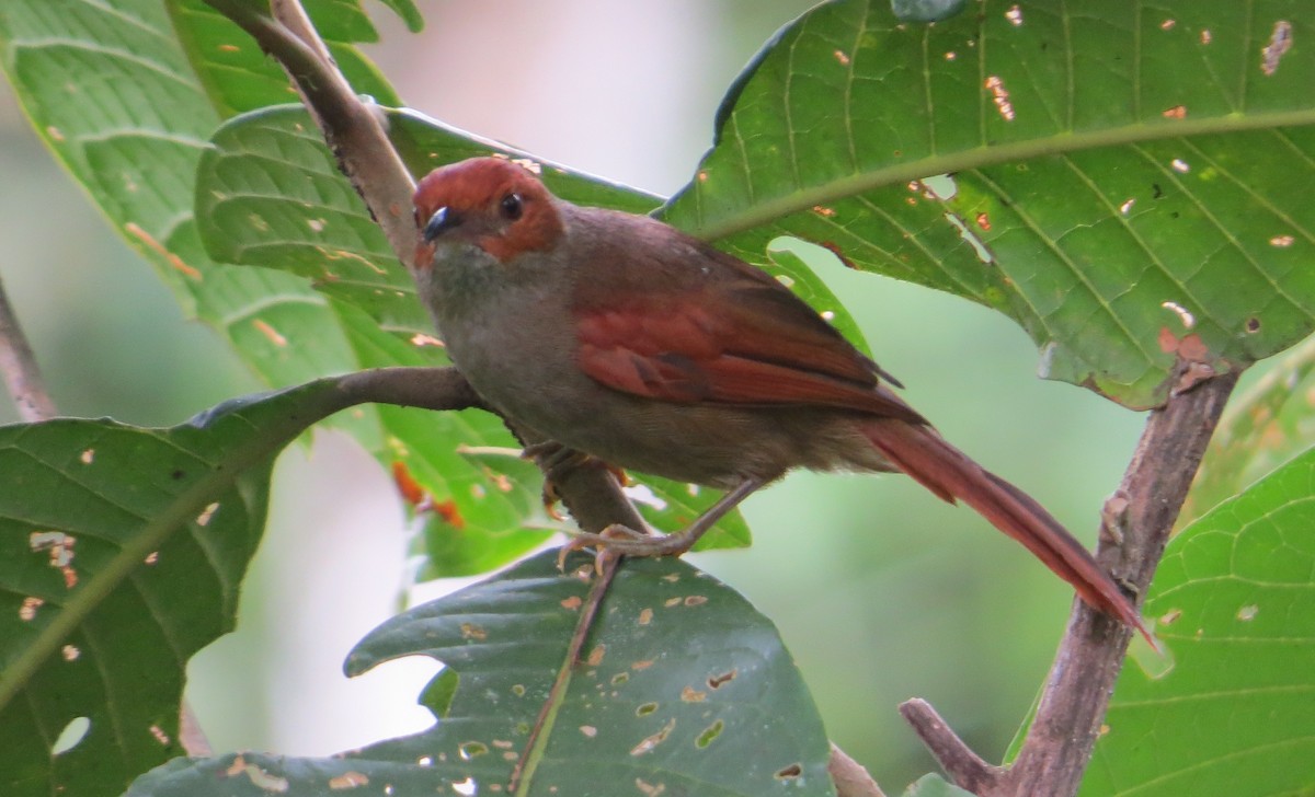 Red-faced Spinetail - ML52805761