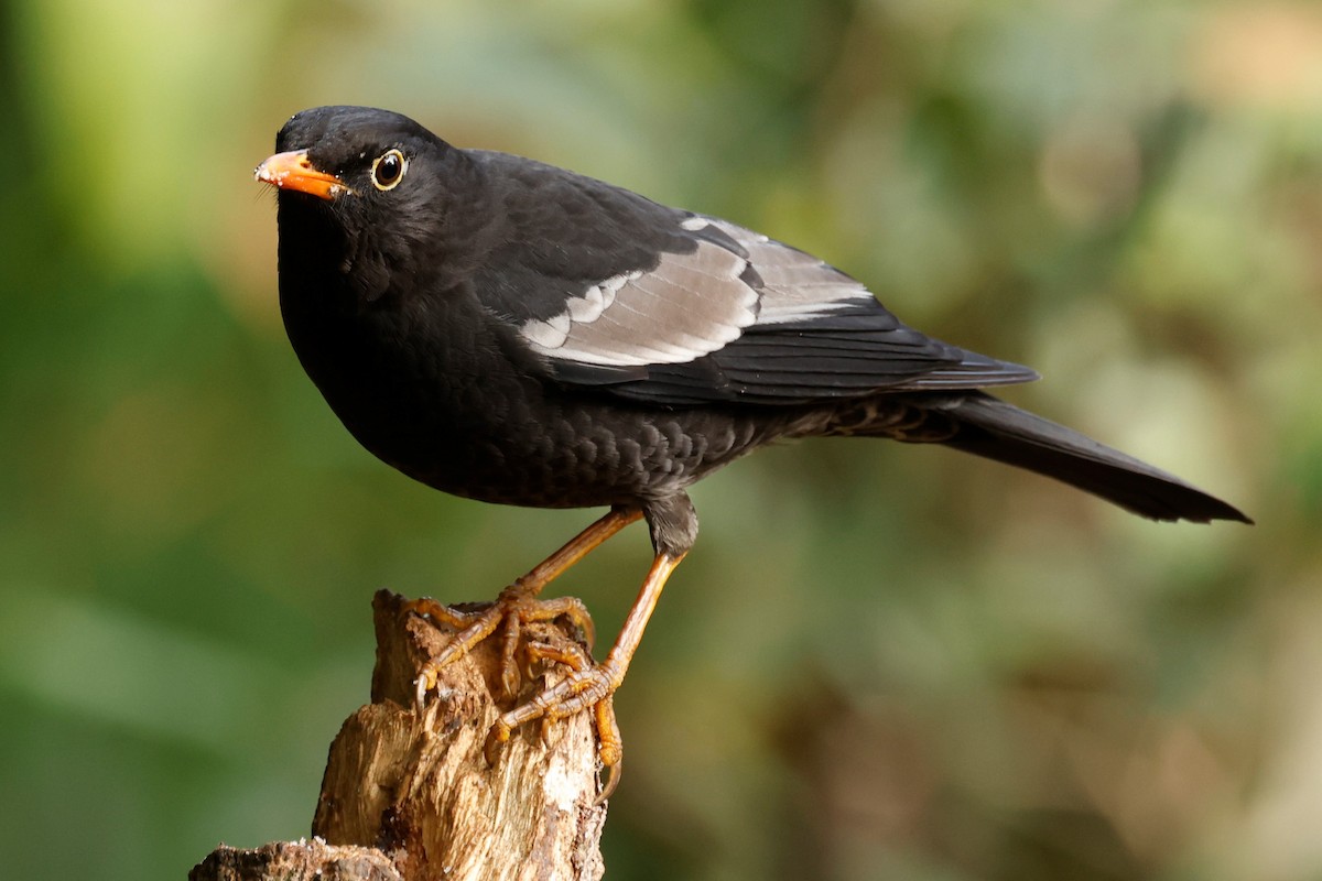 Gray-winged Blackbird - ML528058451