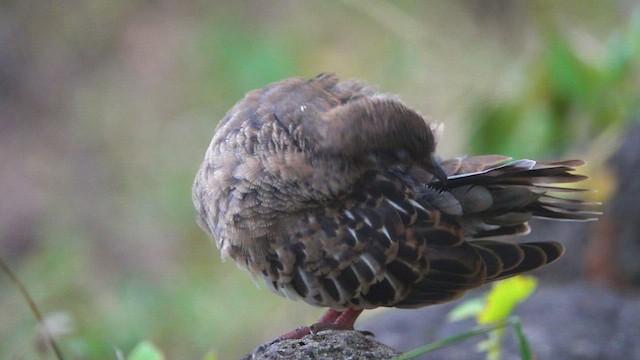 Galapagos Dove - ML528059771