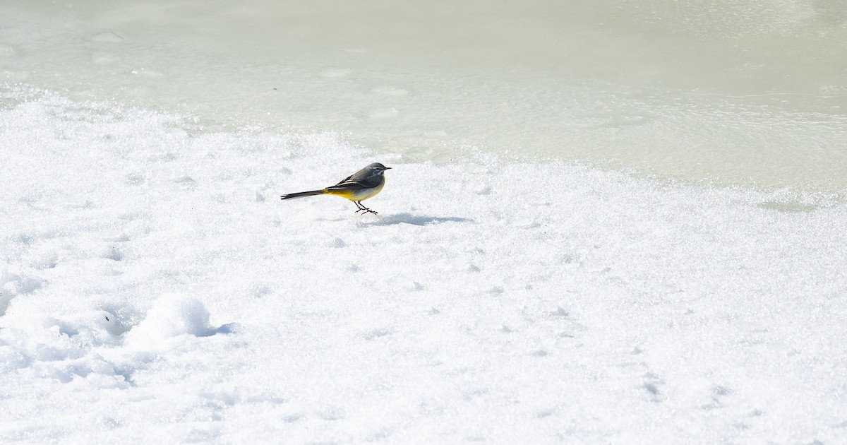 Gray Wagtail - ML528059801