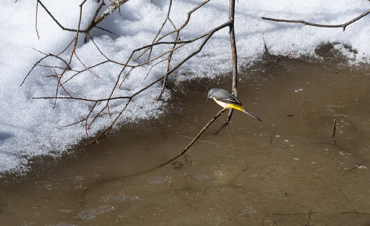 Gray Wagtail - ML528059811