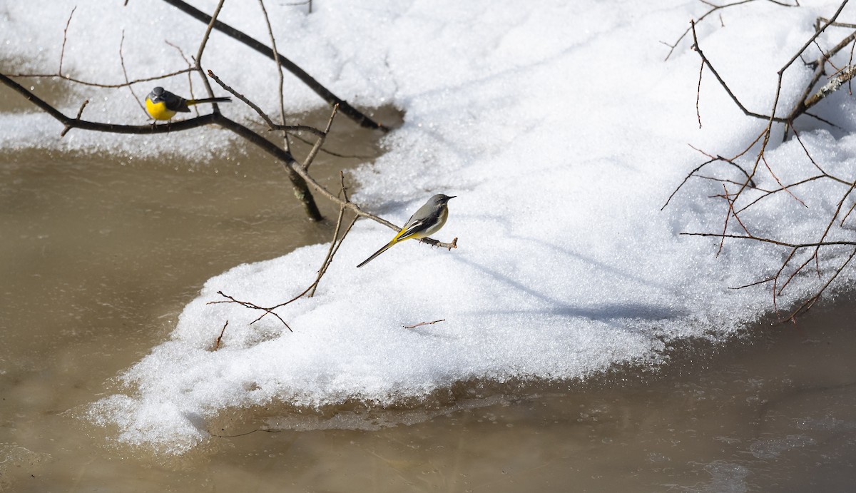 Gray Wagtail - ML528059821