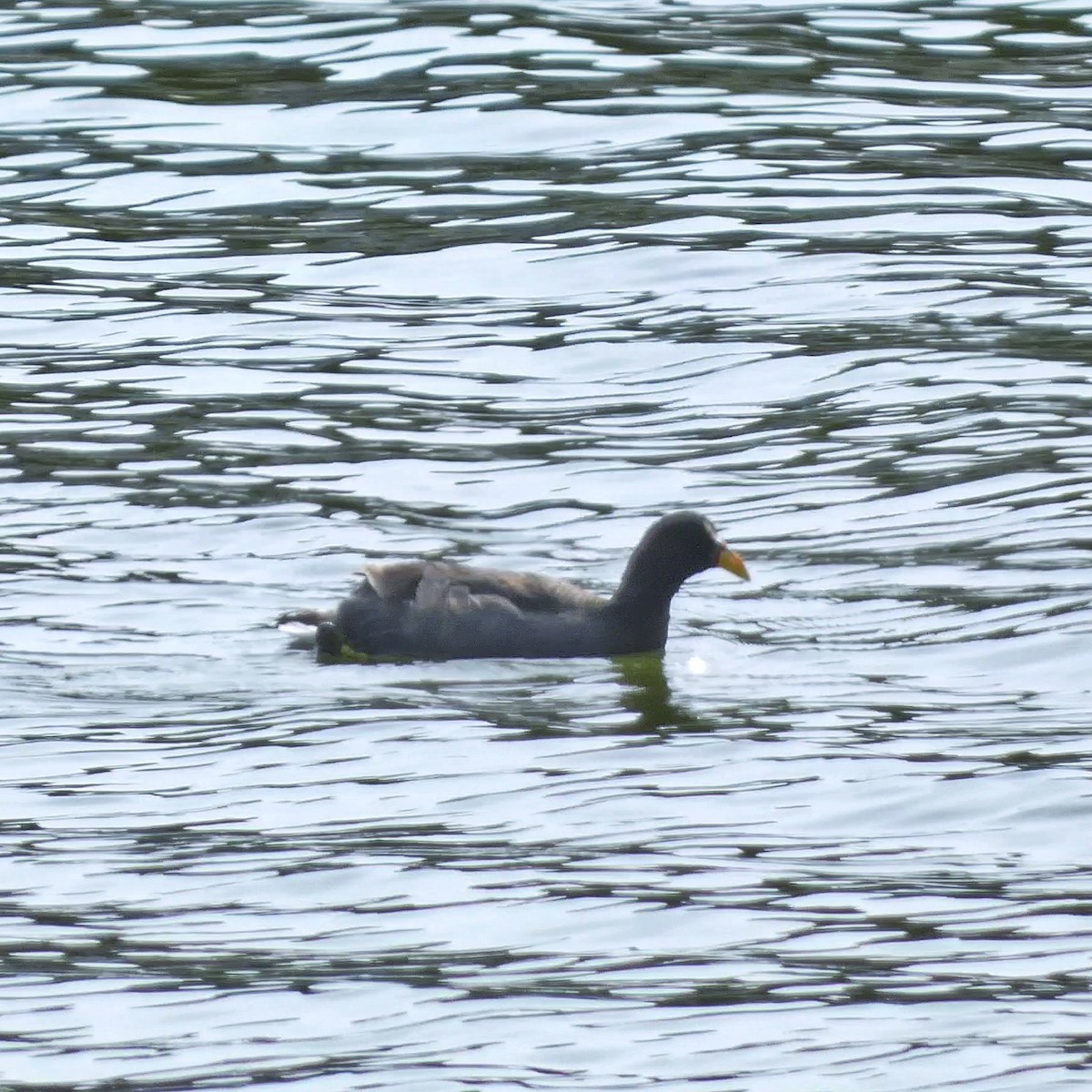 Red-fronted Coot - ML528061641