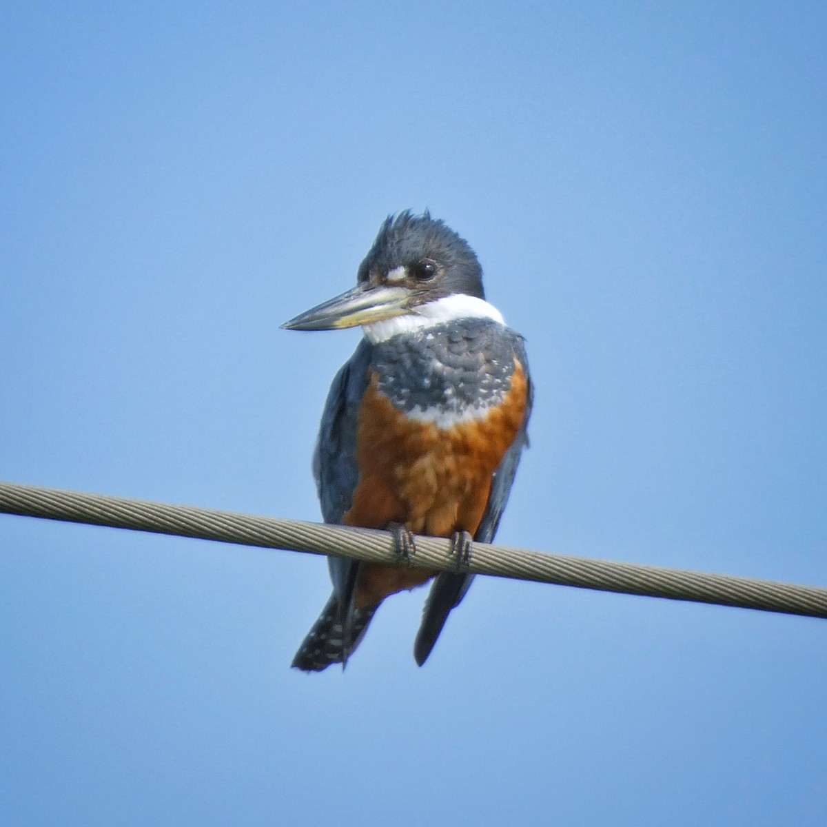 Ringed Kingfisher - ML528061771