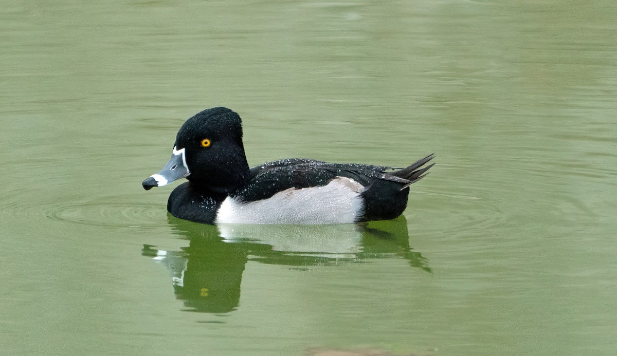 Ring-necked Duck - ML528061951