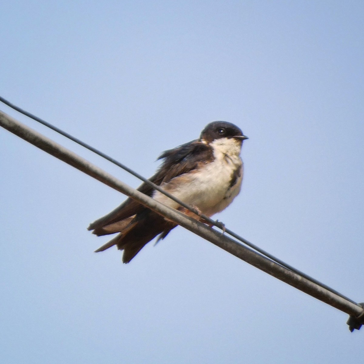 Blue-and-white Swallow - ML528062081