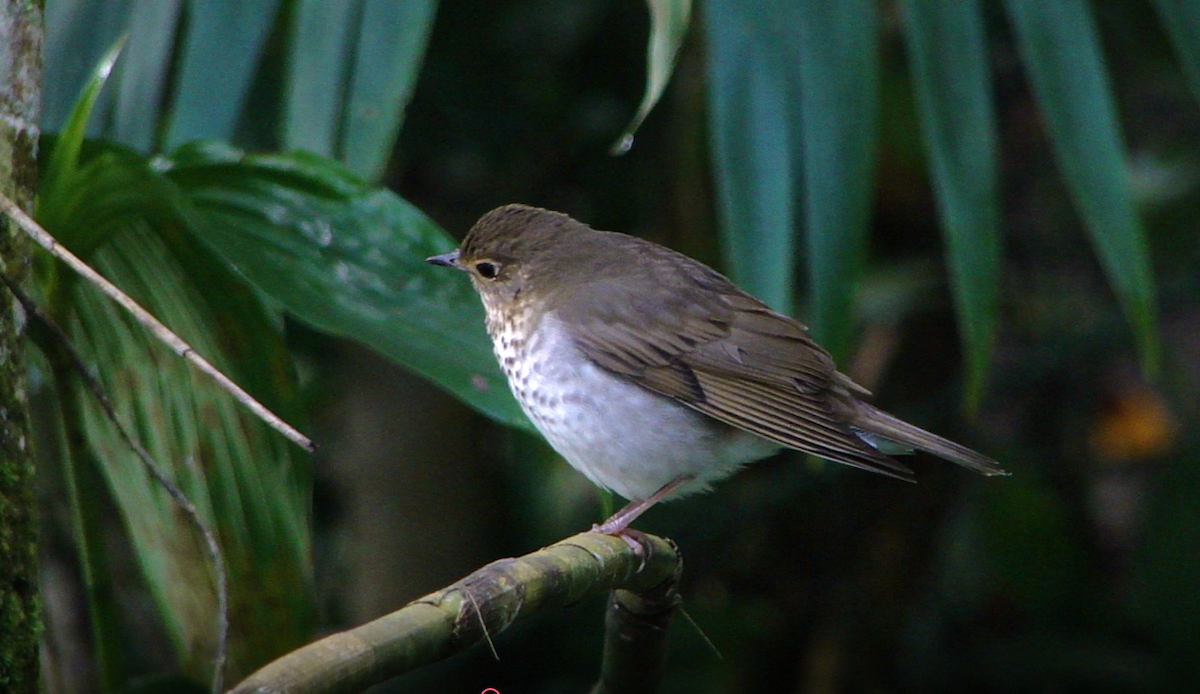 Swainson's Thrush - ML52806281