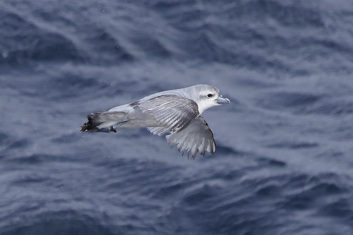 Fulmar Prion - ML528063491