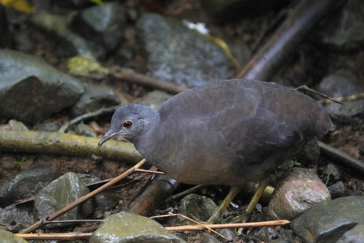 Little Tinamou - Daniel Winzeler