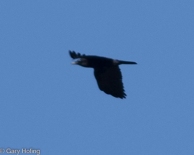 American Crow - ML528066281