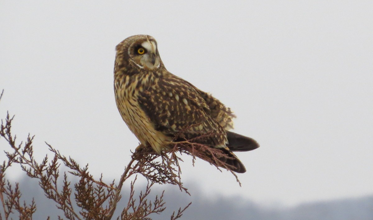 Short-eared Owl - ML528067441