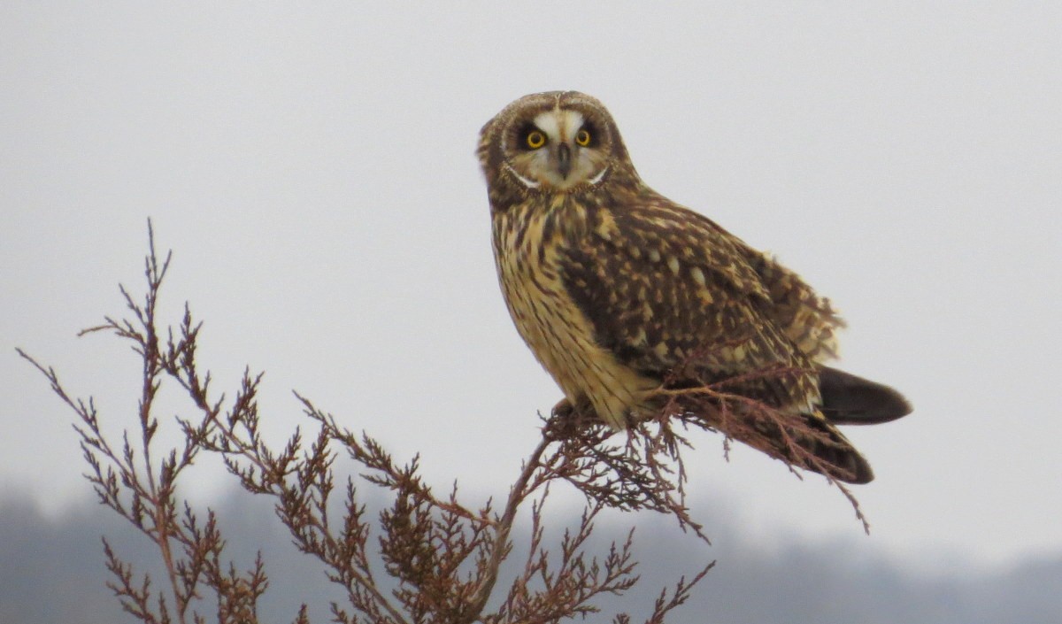 Short-eared Owl - ML528067481