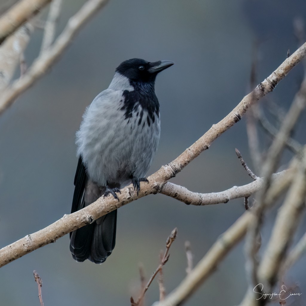 Hooded Crow - ML528069261