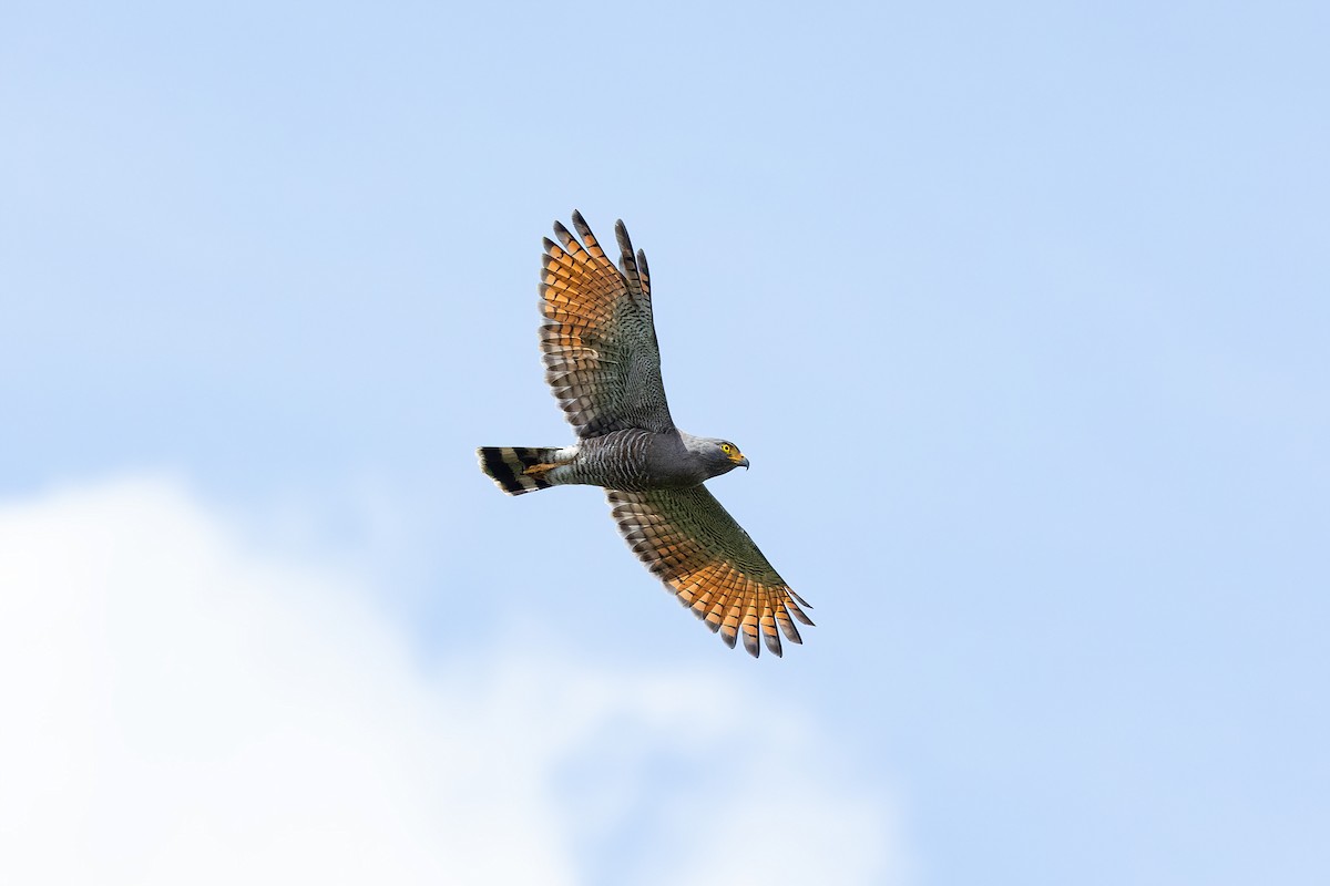 Roadside Hawk - ML528069381