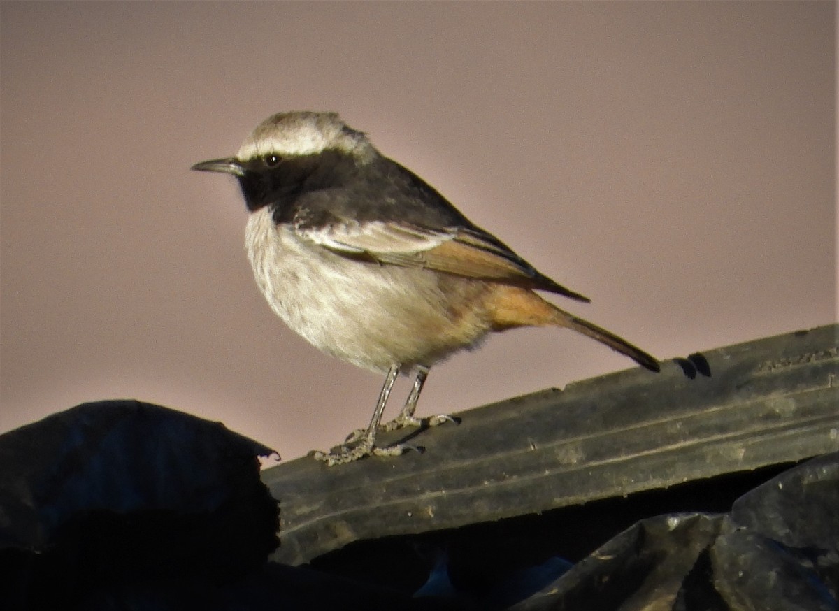 Red-rumped Wheatear - Morten Winther Dahl