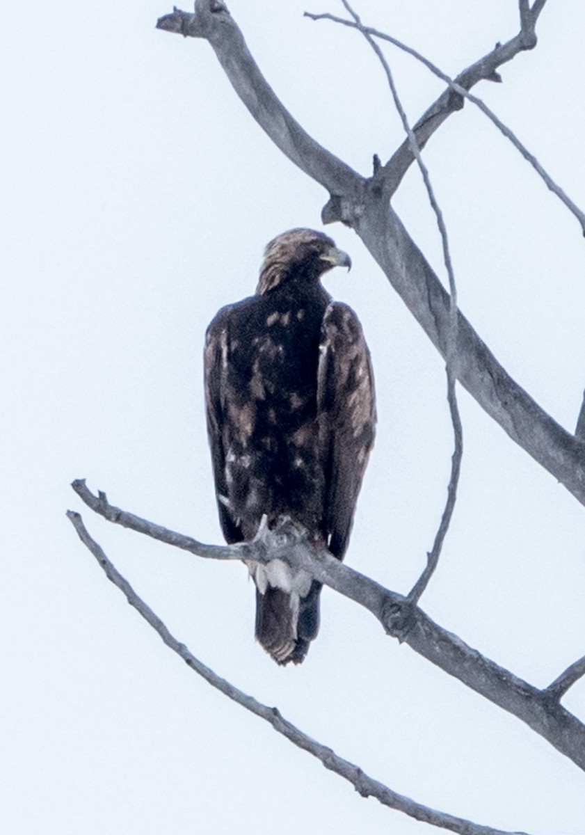 Golden Eagle - ML528070451