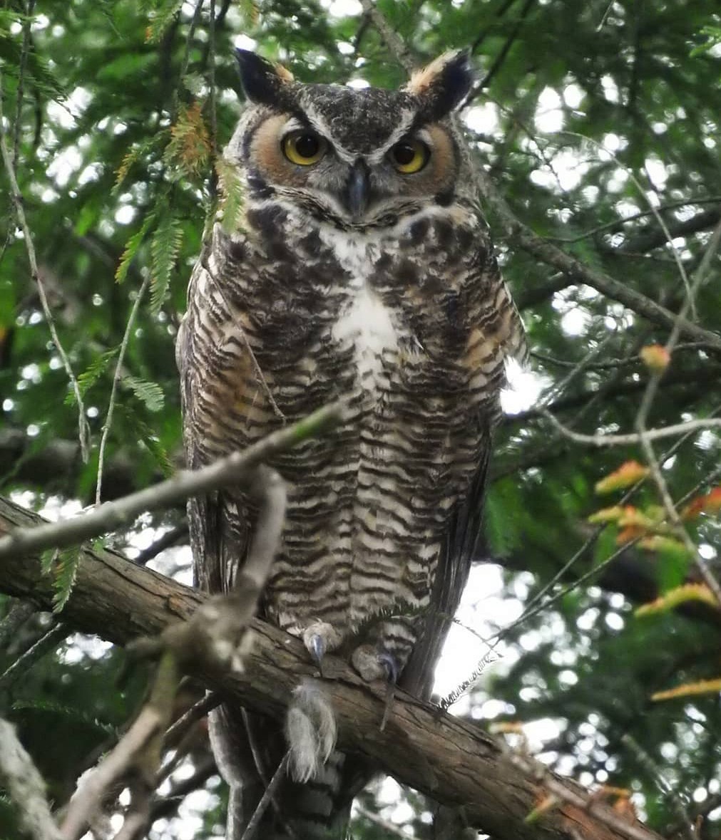Great Horned Owl - ML528071081