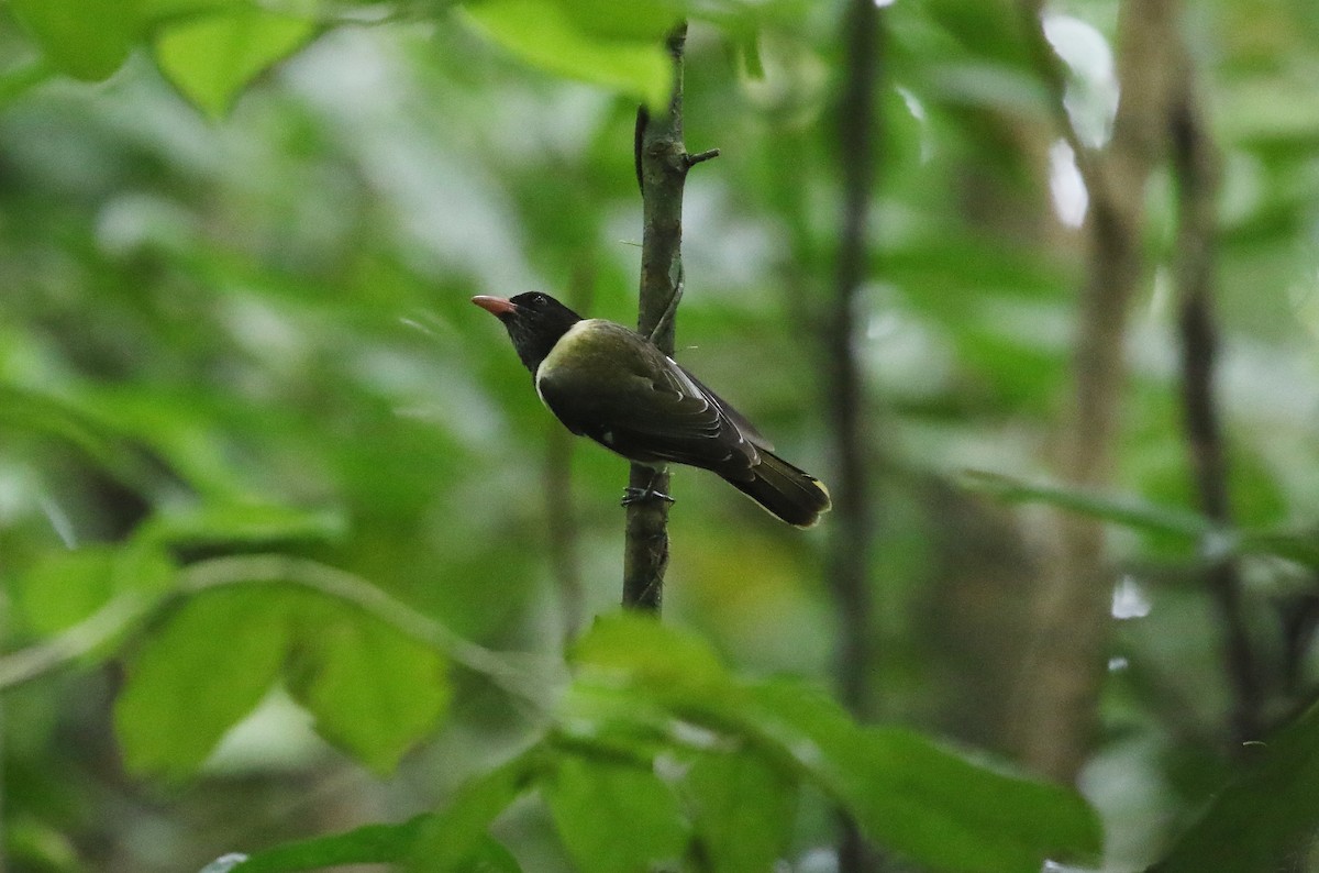 Sao Tome Oriole - ML528071261