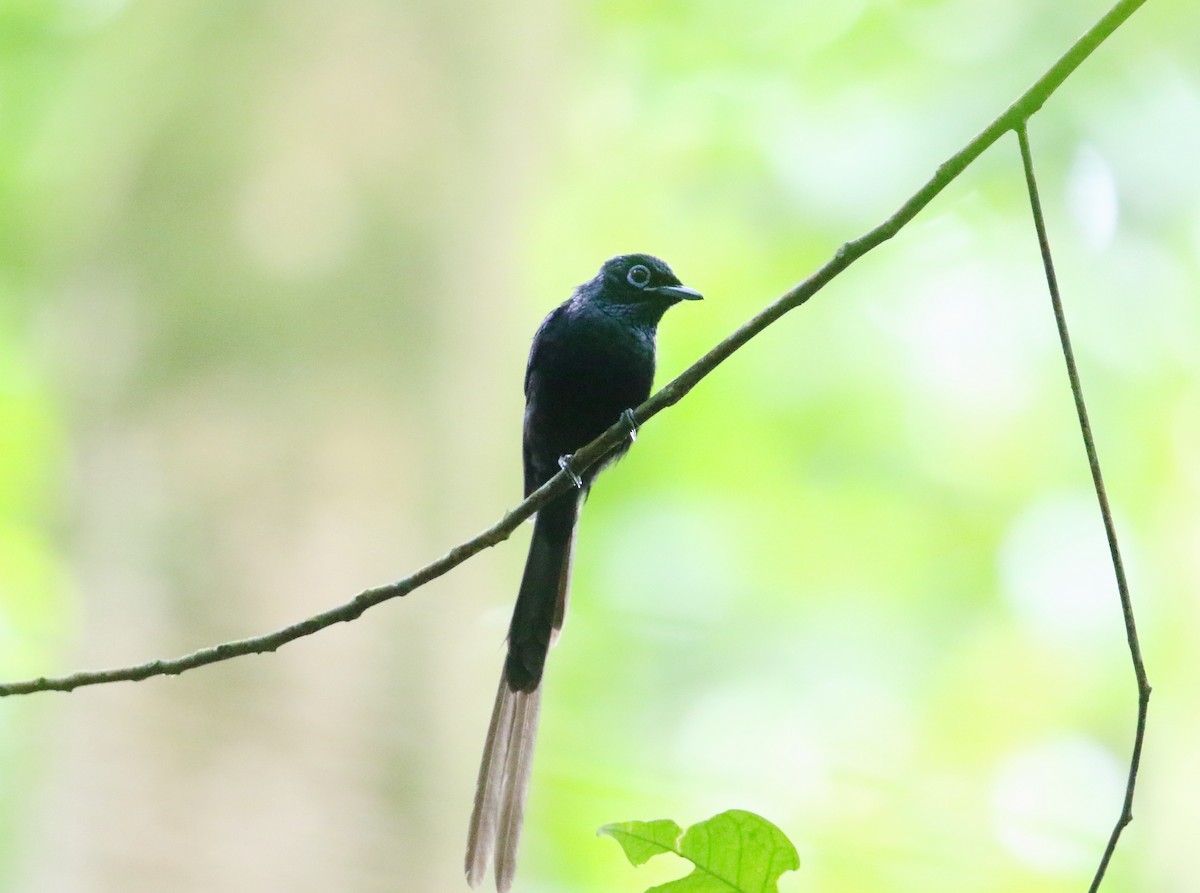 Sao Tome Paradise-Flycatcher - Frank Weihe