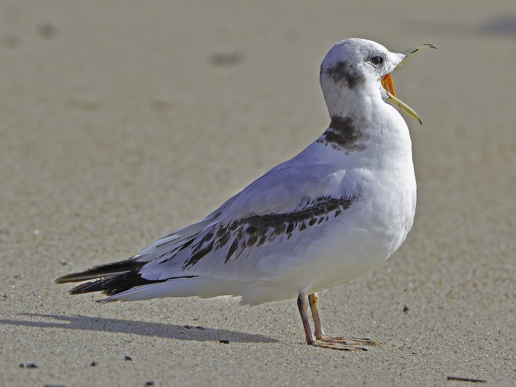 Black-legged Kittiwake - ML52807161