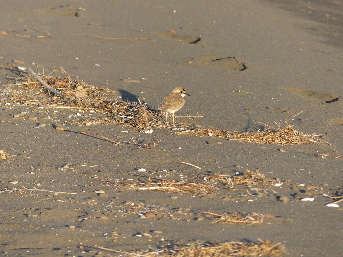 Collared Plover - ML528072161