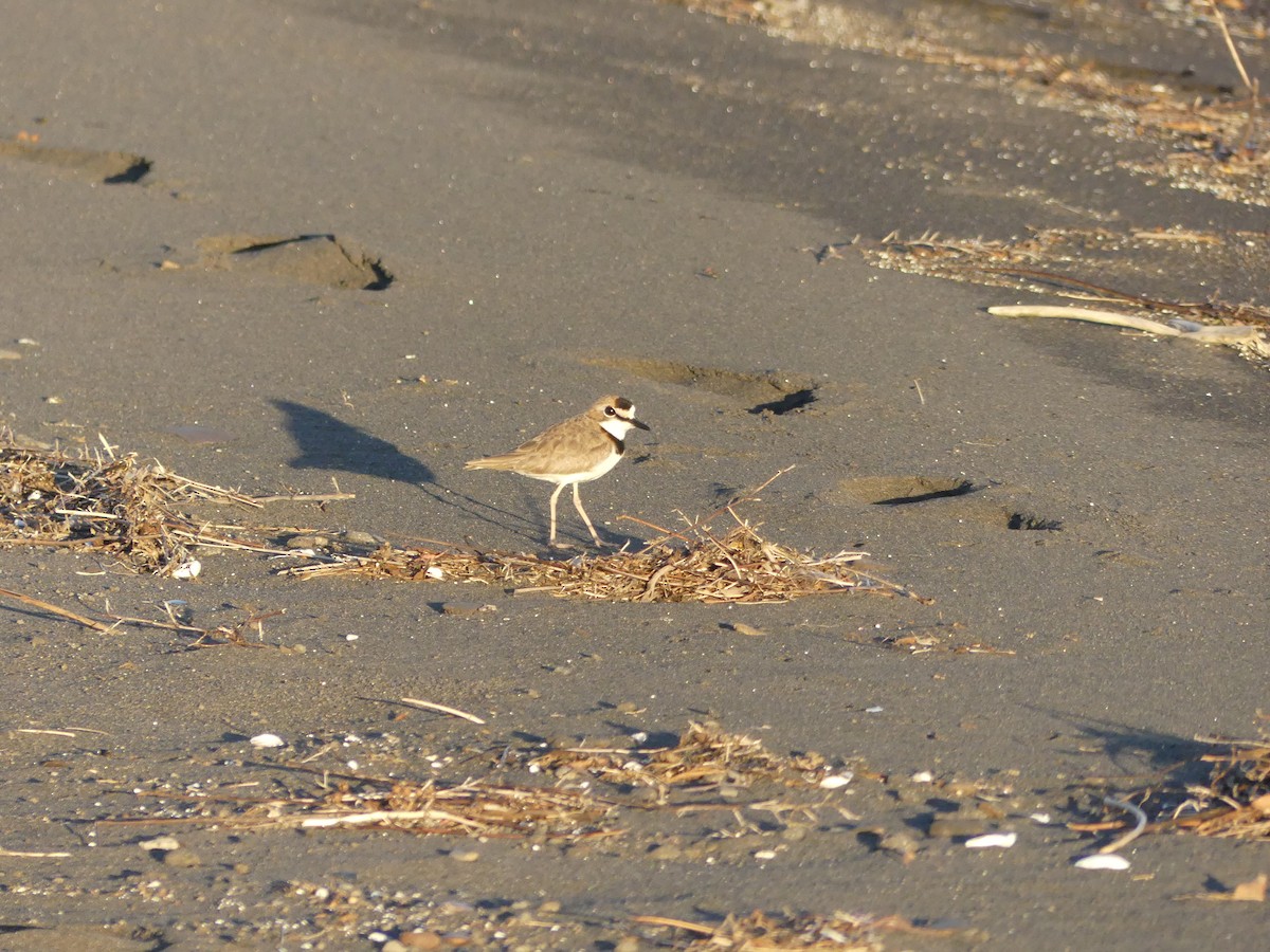 Collared Plover - ML528072171