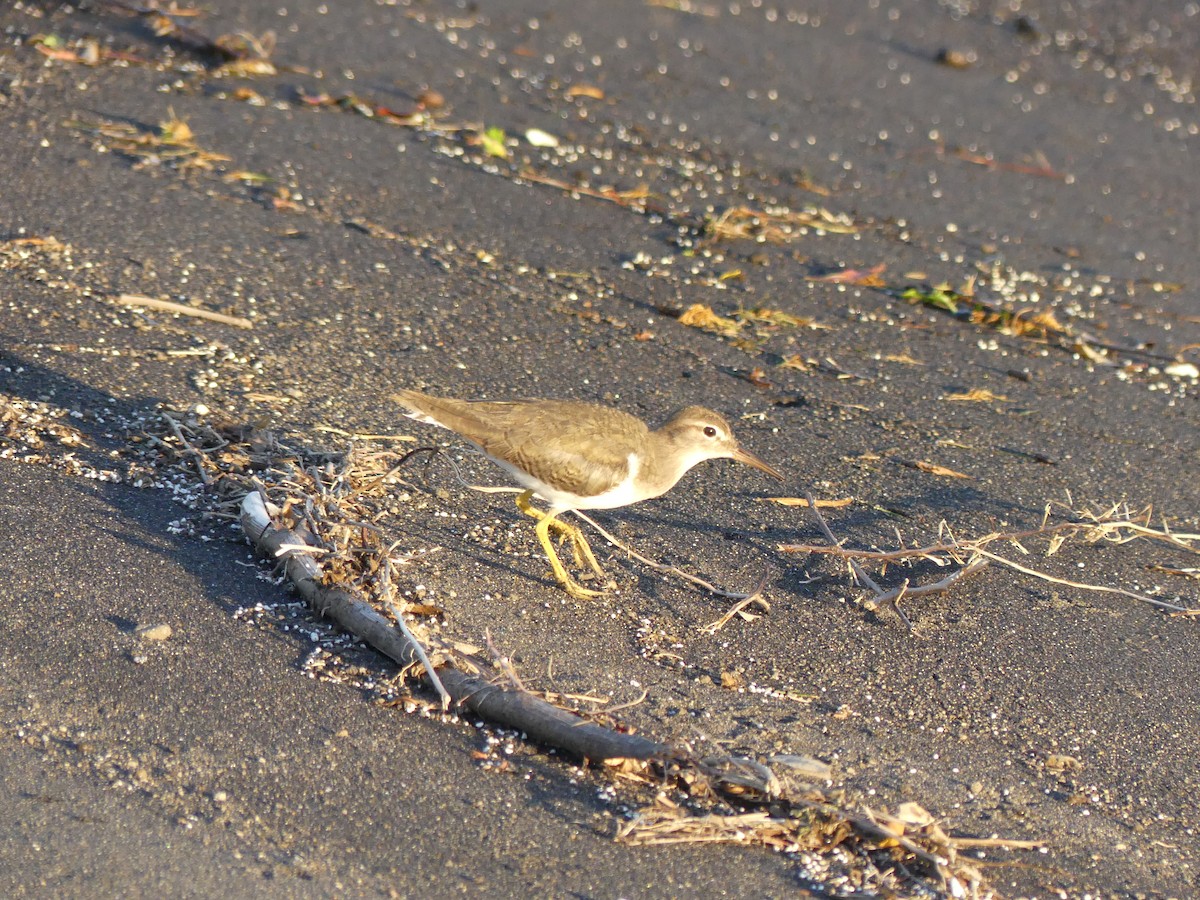 Spotted Sandpiper - ML528072461