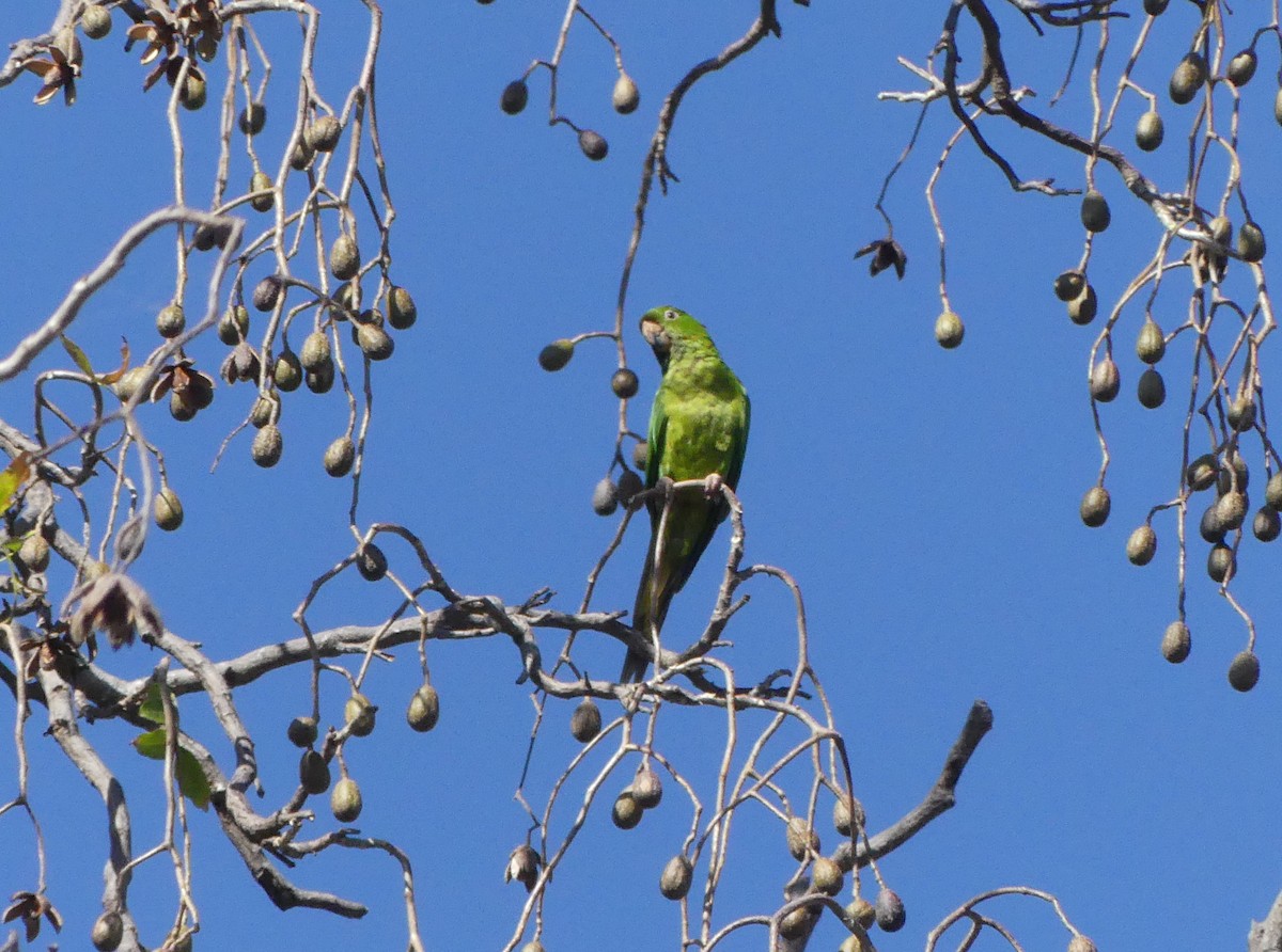 Pacific Parakeet - ML528073031