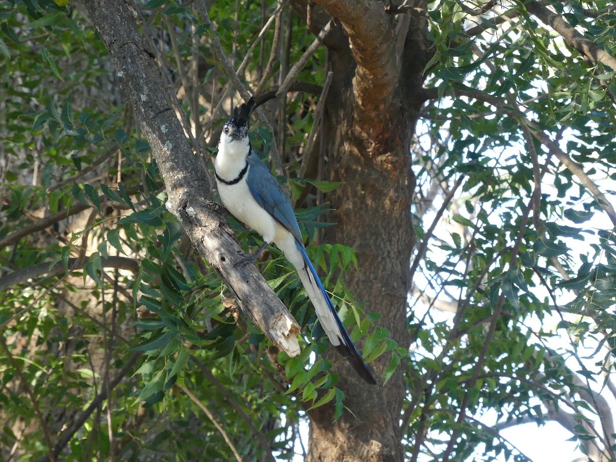 White-throated Magpie-Jay - ML528073671