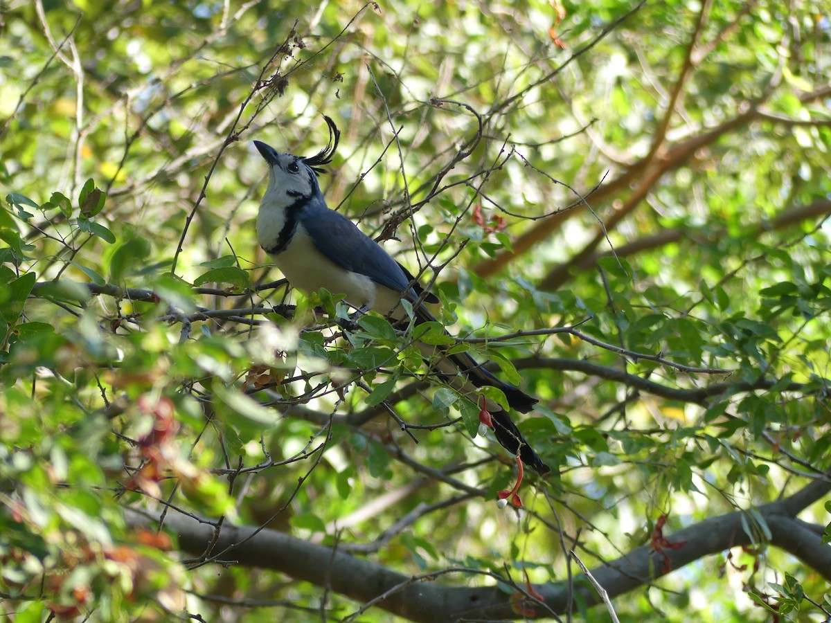 White-throated Magpie-Jay - ML528073691