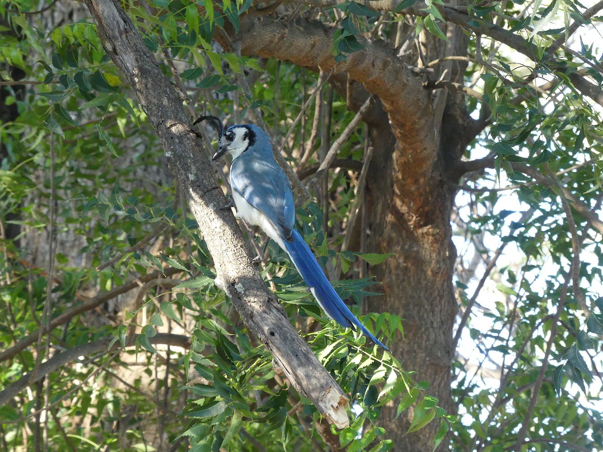 White-throated Magpie-Jay - ML528073701