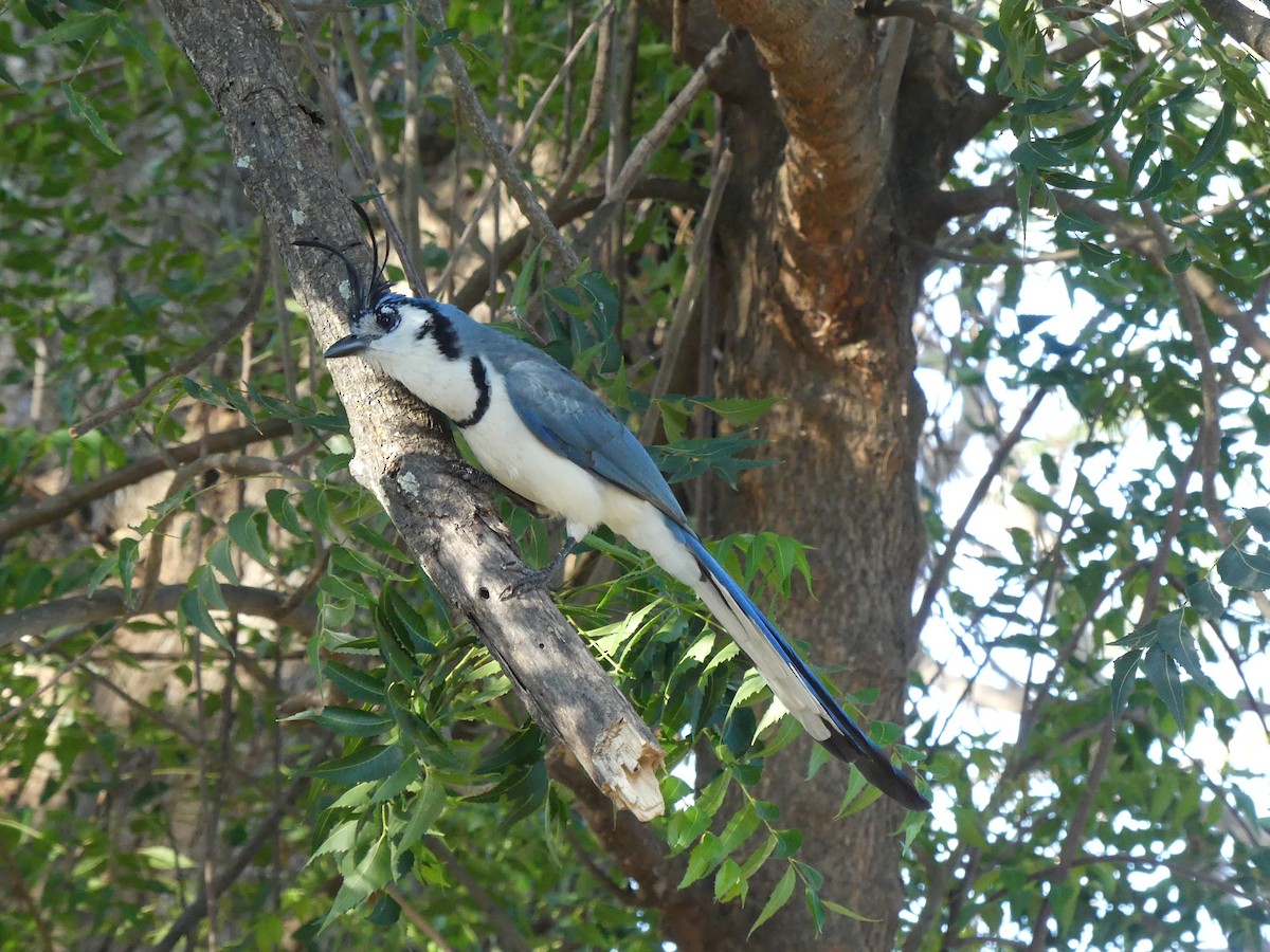 White-throated Magpie-Jay - ML528073711