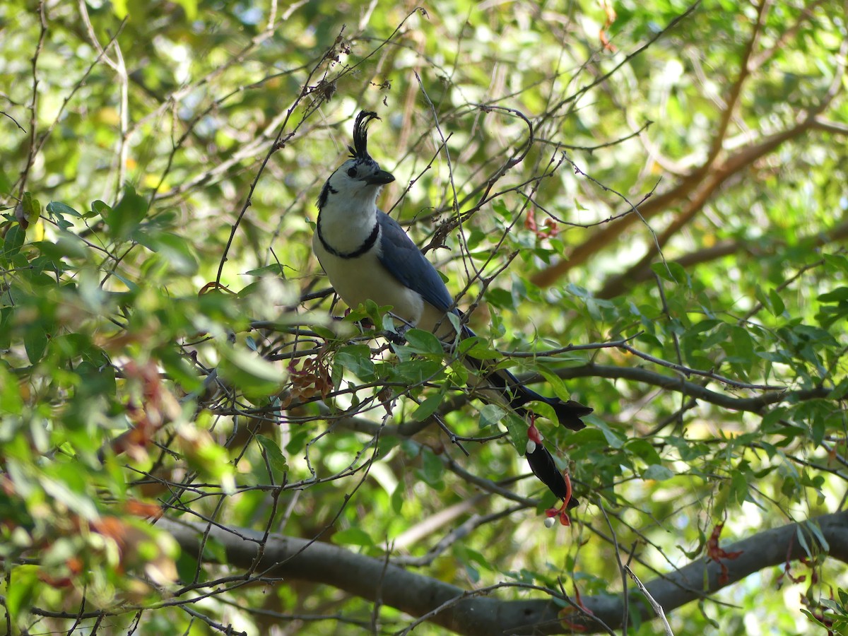White-throated Magpie-Jay - ML528073721