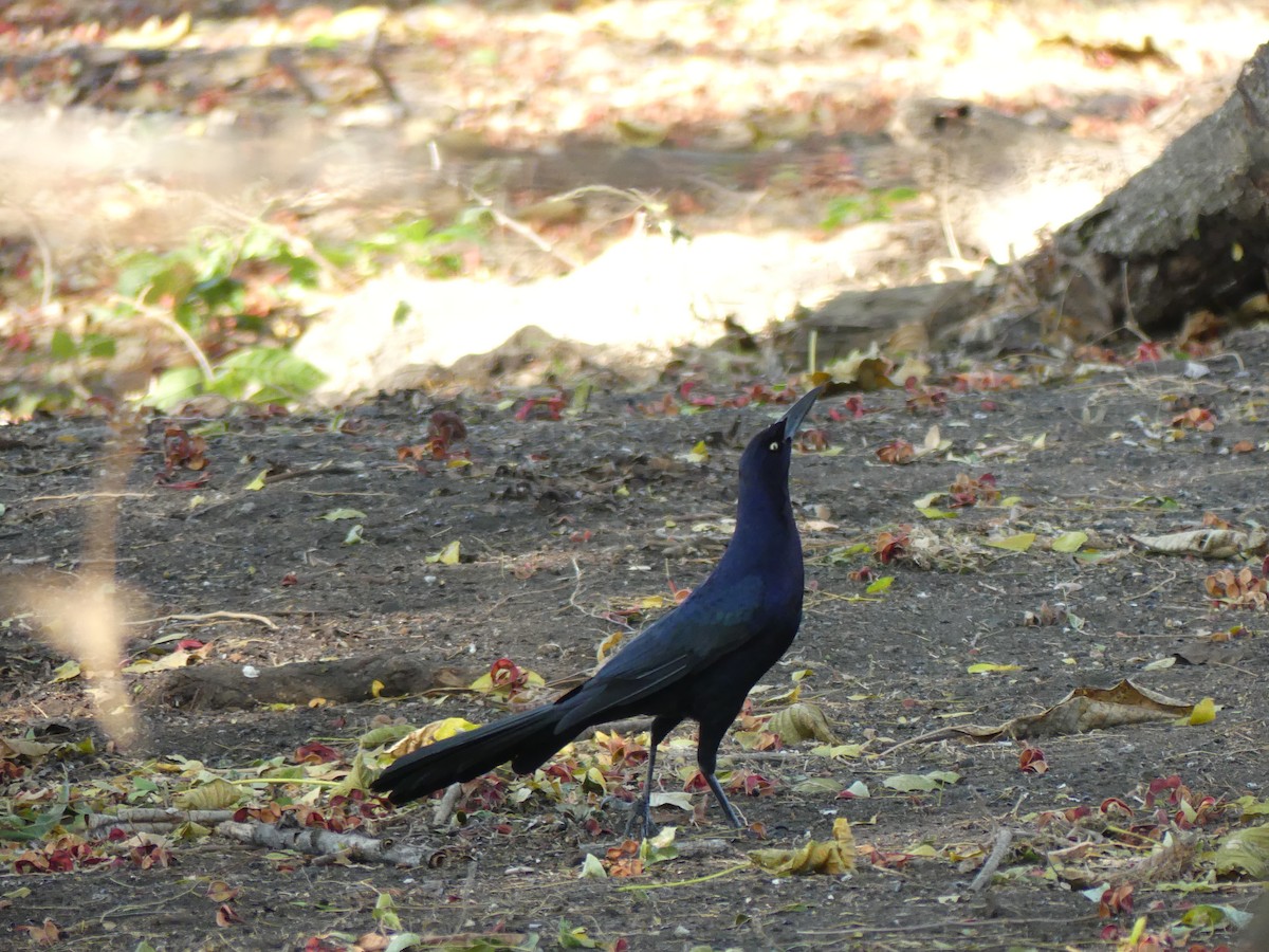Great-tailed Grackle - ML528073841