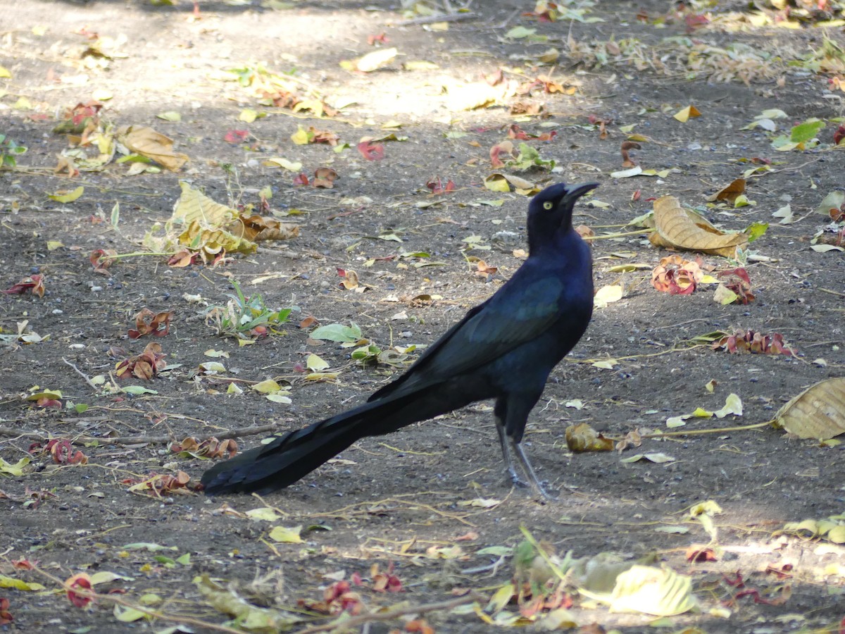 Great-tailed Grackle - ML528073851