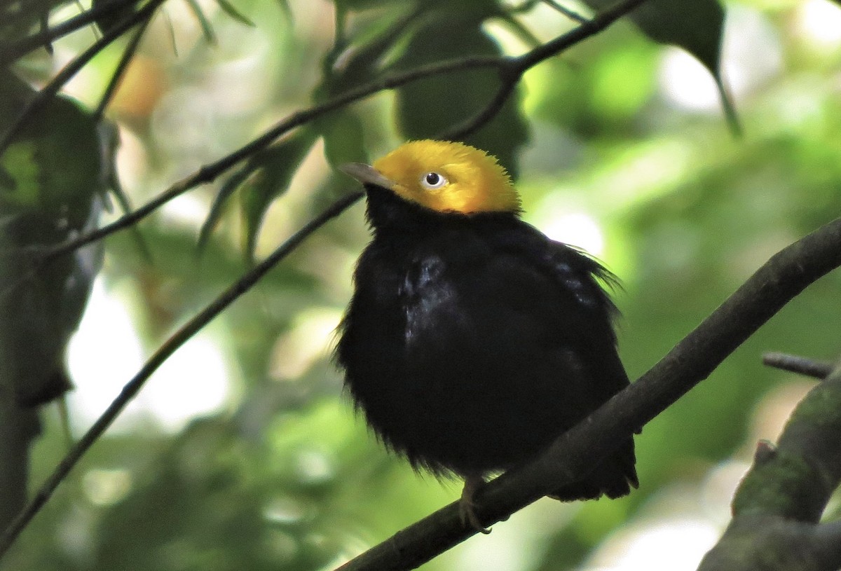 Golden-headed Manakin - ML528074421