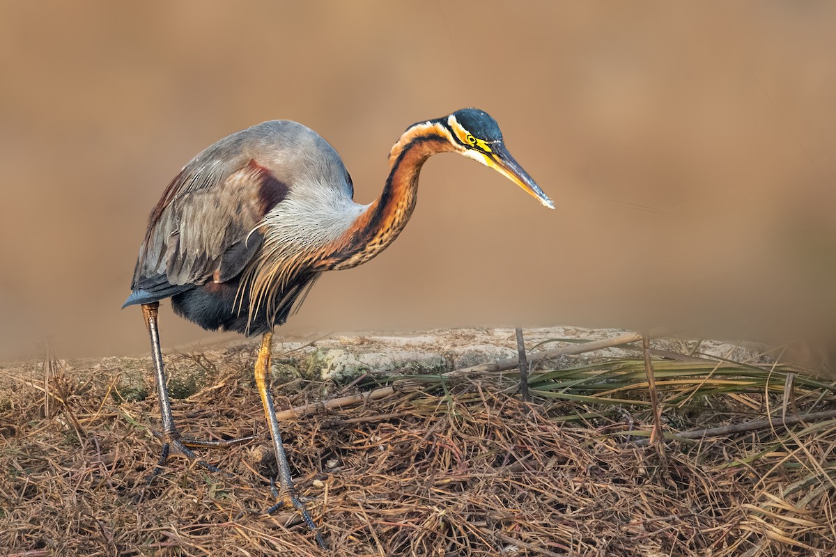 Purple Heron - ML528074481