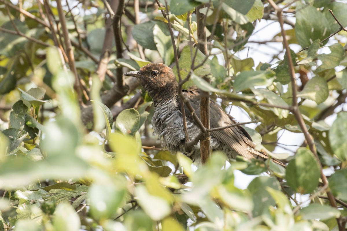 Gray-bellied Cuckoo - ML528075571